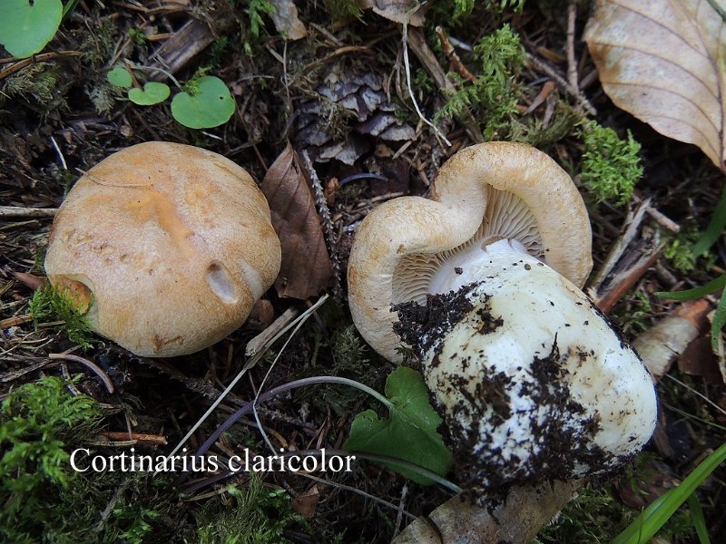 Cortinarius claricolor-amf615.jpg - Cortinarius claricolor ; Syn: Phlegmacium claricolor ; Nom français: Cortinaire de couleur claire